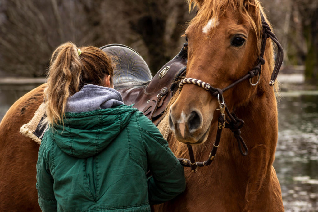 Kupując ubezpieczenie dla konia, warto wiedzieć o kilku podstawowych rzeczach