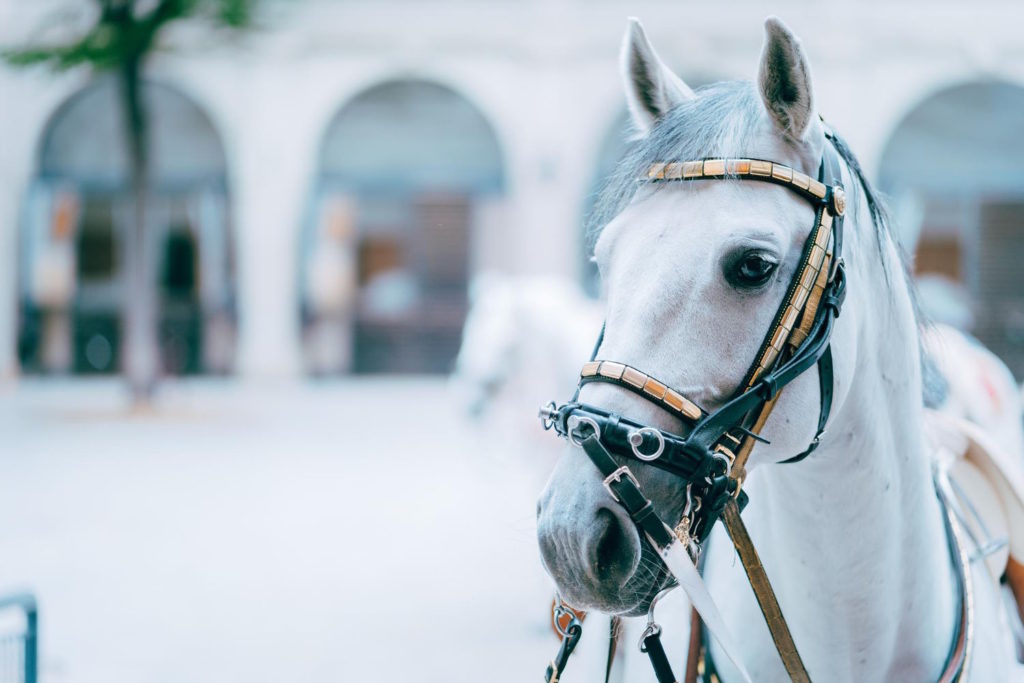 Koni towarzyszą nam od wieków, będąc nie tylko źródłem transportu czy pracy, ale także stałymi towarzyszami w rekreacji i sporcie